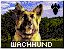 Wachhund